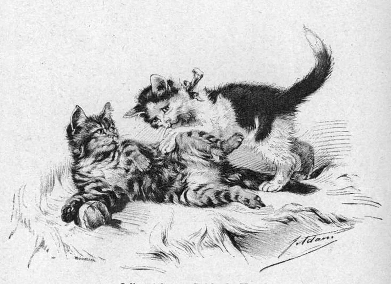 Gatti che giocano
